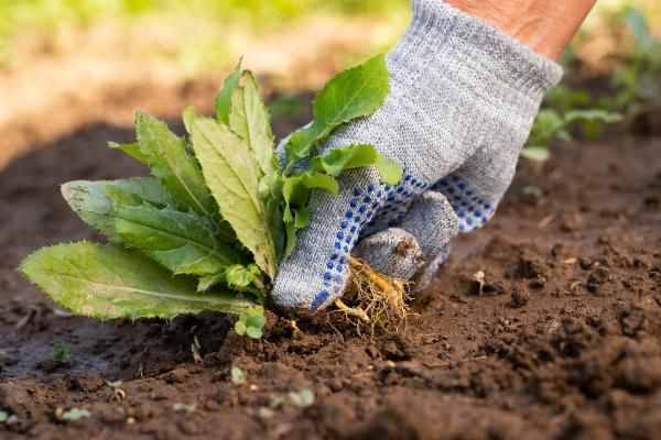 Allgemeine Gartenpflege